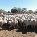 Elevage moutons australie job