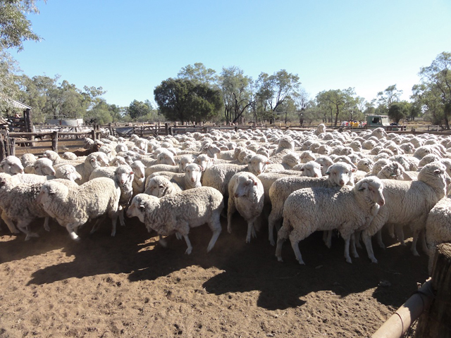 bergerie moutons australie