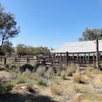 Elevage moutons Australie