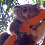 Koala Australie Philip Island