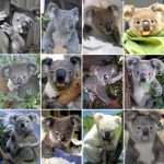 Save a Koala