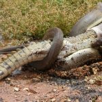 Un serpent mange un crocodile