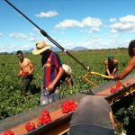 Fruit Picking Australie WHV