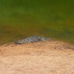 Crocodile gibb river australie