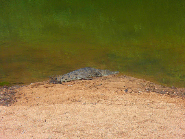 Windjana Gorge, la certitude de voir des crocodiles d'eau douce dans leur habitat naturel !