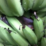 Fruit Picking bananes Australie
