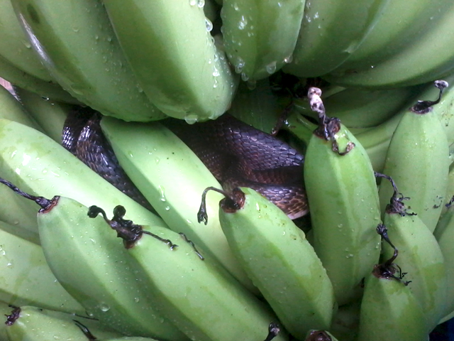 Fruit Picking bananes Australie