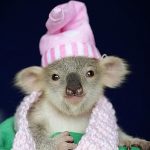 bébé Koala Australie