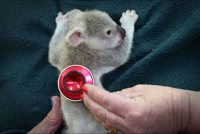 Bebe Koala Australie 3