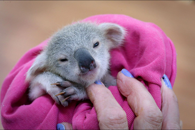 Un Koala Orphelin Sauve De Justesse Par Une Australienne
