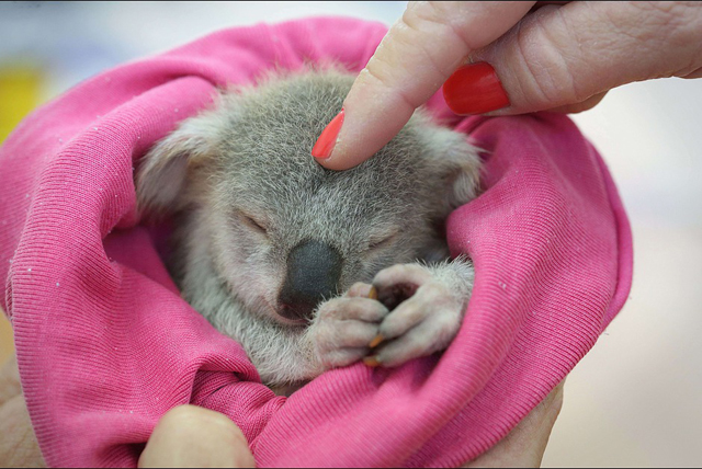 Bebe Koala Australie