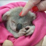 Bébé koala Australie