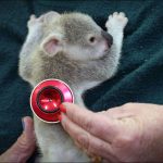 Bébé koala Australie 3