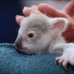 Bébé koala Australie 4