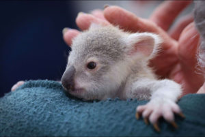 Bébé koala australie