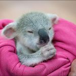 Bébé koala Australie 5