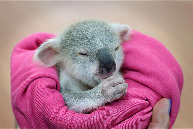 Bébé koala australie