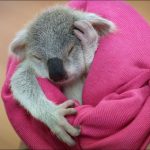 Bébé koala Australie 6