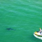 Attaque requin Australie Byron Bay