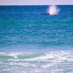 Fraser Island baleine Australie