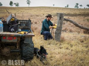 Job dans un ranch Australie