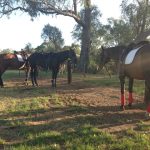 Travailler chevaux australie 4