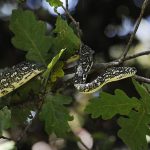 serpent python australie