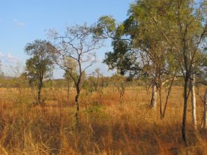bush australie outback