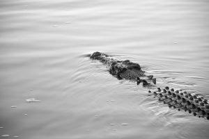 Kakadu Crocodile