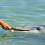Nourrir les dauphins à Tin Can Bay Australie