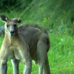 kangourou géant brisbane