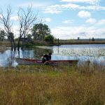 Sauver Kangourou Australie 2