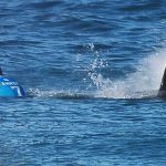 Attaque requin Surfer australien