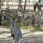 Job refuge animaux Australie 2