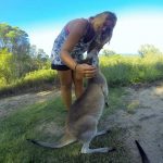Travailler refuge animaux Australie 3