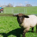 mouton wwoofing