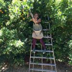 Fruit picking Renmark Australie 3