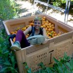 Fruit picking Renmark Australie 5