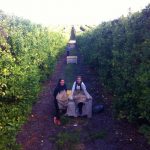 Fruit picking Renmark Australie 6