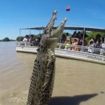 Jumping crocodile Australia
