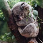 Devenir sauveteur d’animaux en Australie