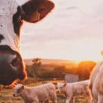 Travailler 88 jours dans une ferme laitière