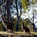 kangourous-australie-2
