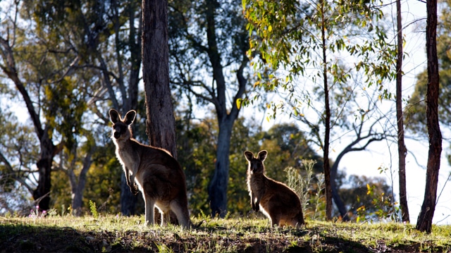 kangourous-australie-2