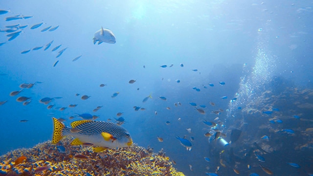 Excursion plongée sur la grande barrière de corail en australie
