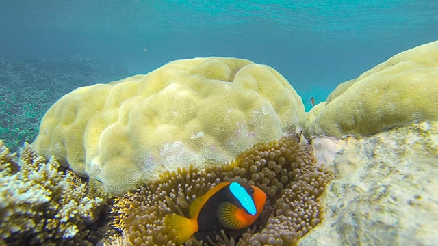 Poisson clown dans son anémone sur la grande barrière de corail