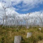 Great Ocean Road 4