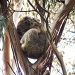 Great Ocean Road 5