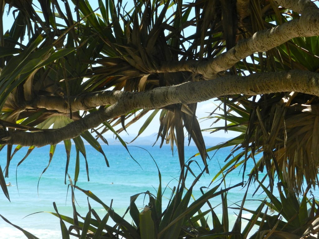 arbre sur la plage