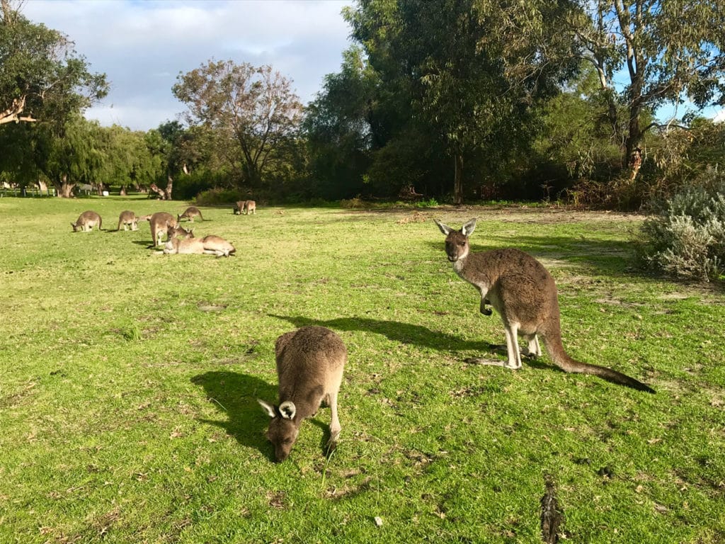 Balade avec les kangourous en Australie